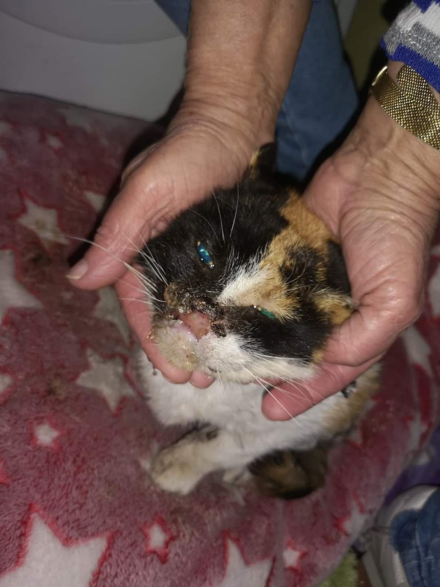 BeatrizAndrino's tweet photo. #VIGO ( #GALICIA ) !!!!
MUY URGENTE 🆘🆘🆘🆘🆘
Muy urgente #acogida para esta gatita
Está en el veterinario porque no tienen ningún sitio
La señora que la recogió no puede tenerla
Las casas de acogida habituales tienen hasta los baños ocupados
No puede volver a la calle
No tienen https://t.co/NejDXHtK60