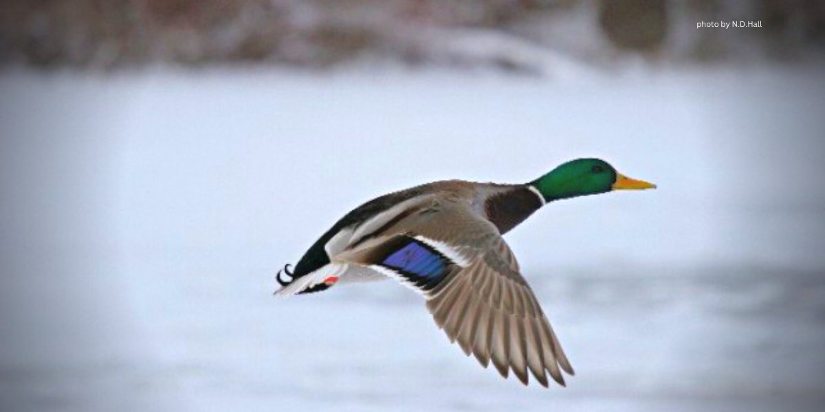 Today is World Wildlife Day!  More info at wildlifeday.org/en
#wildlife #WWD2023 #baybeachwildlifesanctuary #waterfowl