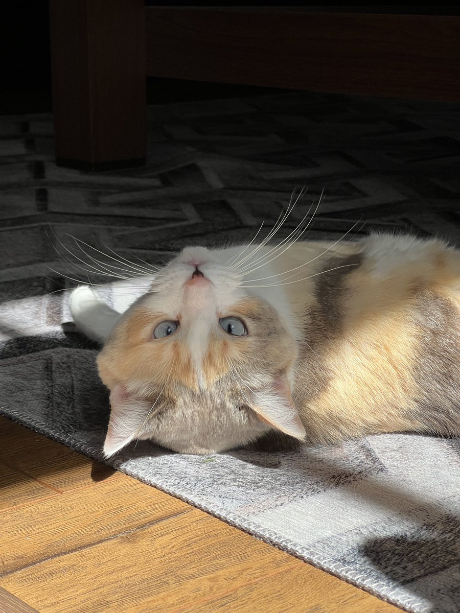 fatfatpankocat's tweet photo. Sunny Friday https://t.co/CBLoaddbgu