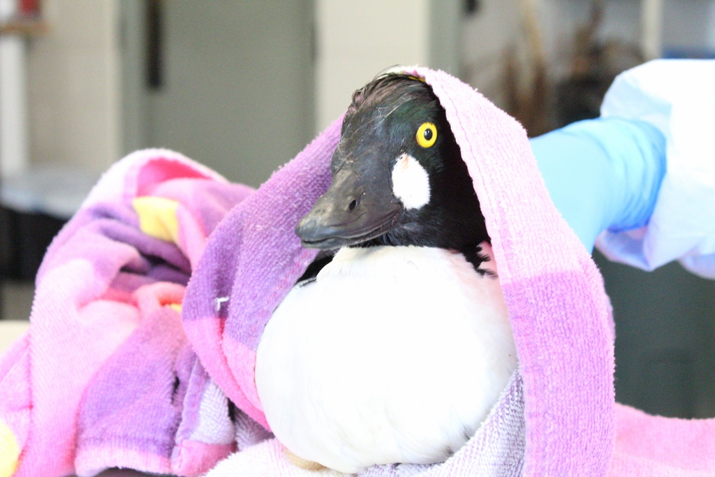 Greenwood_CO's tweet photo. Story of a #CommonGoldeneye:

Then: On the side of the road. Wounded feet. Underweight. Poisoned by lead. 

Now: A warm, safe space. Medications. A plethora of bloodworms and mealworms. Hope for release. 

#PatientOfTheWeek https://t.co/10qbtO800F