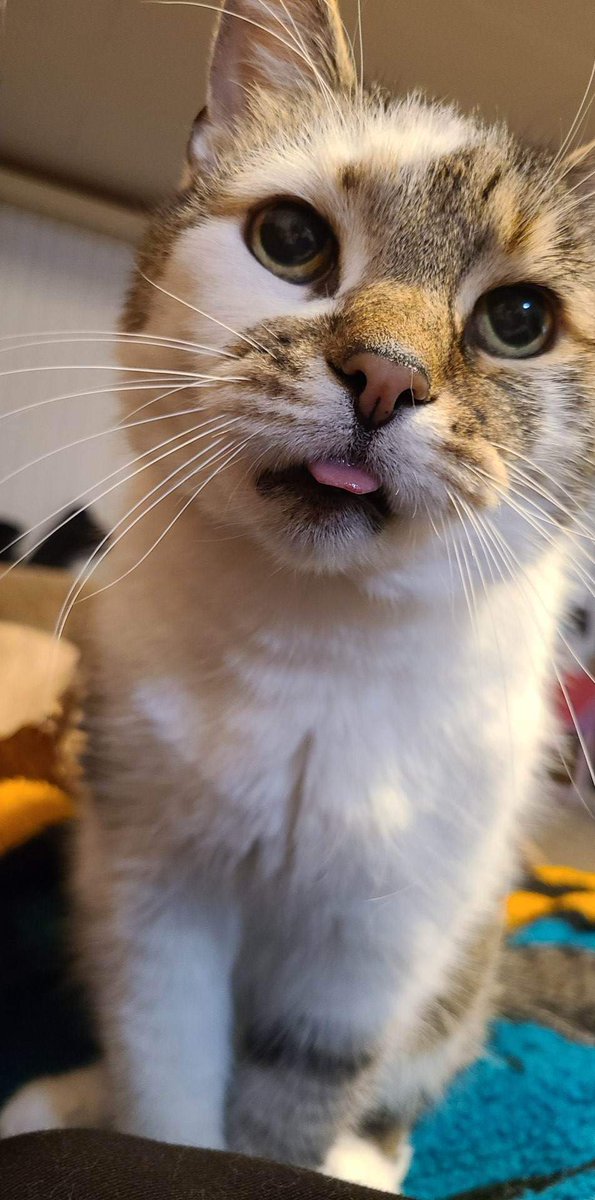 Rachel Elser tweet media