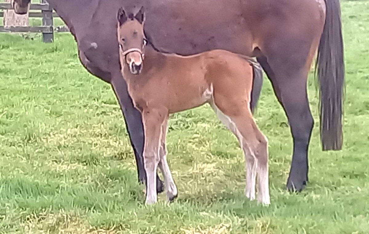 2 day old colt by Nando Parrado ex Zelloof bred by Al Eile Stud. <a href="/IrishNatStud/">Irish National Stud</a> <a href="/BallyphilipStud/">Ballyphilip Stud</a> <a href="/bloodstocknews/">EBN</a> <a href="/rpbloodstock/">Racing Post Bloodstock</a> <a href="/Micheal15214572/">Micheal Ryan</a> <a href="/ITBA_Official/">ITBA</a> <a href="/IREthoroughbred/">ITM</a>