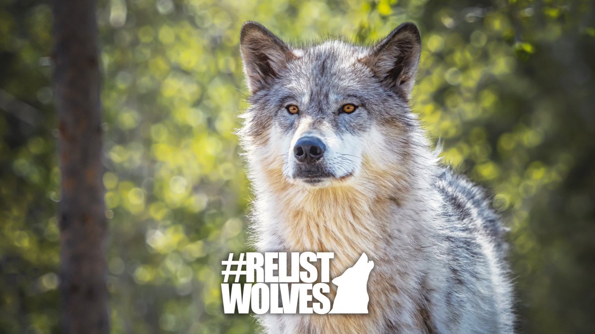 Happy World Wildlife Day! 

Join us in continuing to call for the relisting of ALL wolves to the Endangered Species List at relistwolves.org. The time has come to #RelistWolves.