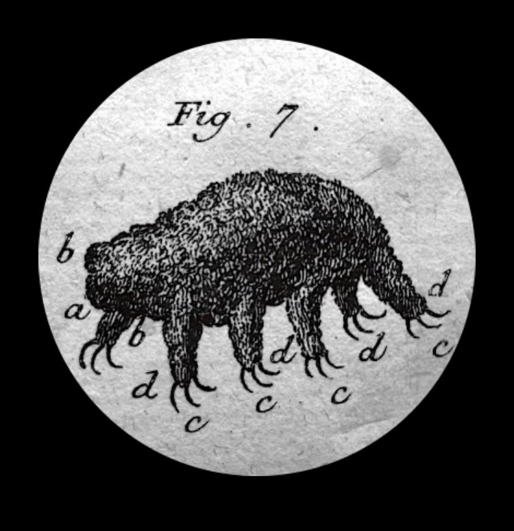 tardigradopedia's tweet image. The story of the relationship between the tardigrades and the human being began in 1773. Johann Goeze was the first to observe and describe a “Kleiner Wasser Bär” (little water bear). And here is his drawing