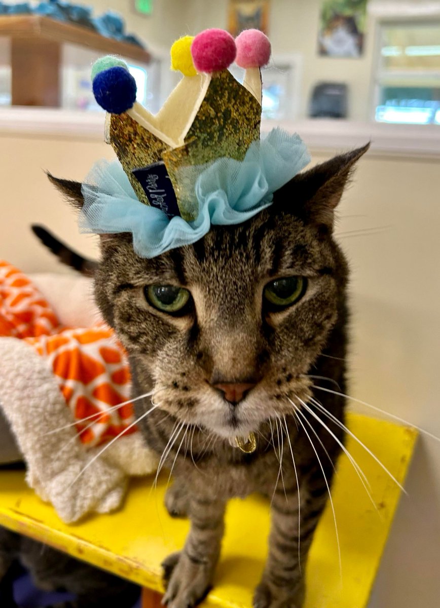 Jack! It's his birthday, he is 18 today! This is his happy look, really!  Such a character, loved to the moon and back❤️🥳🎉
#cats #CatsOfTwitter #rescuecats #lovecats