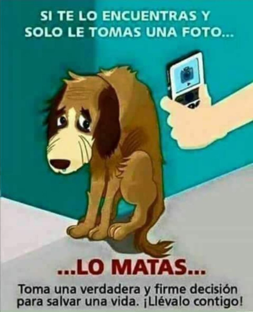 SandyLoor19's tweet photo. @salvandosusvidas es mi primera elección cada dia!
#rescate #oportunidad #amorverdadero #perritos https://t.co/Yx7rfqMV6q