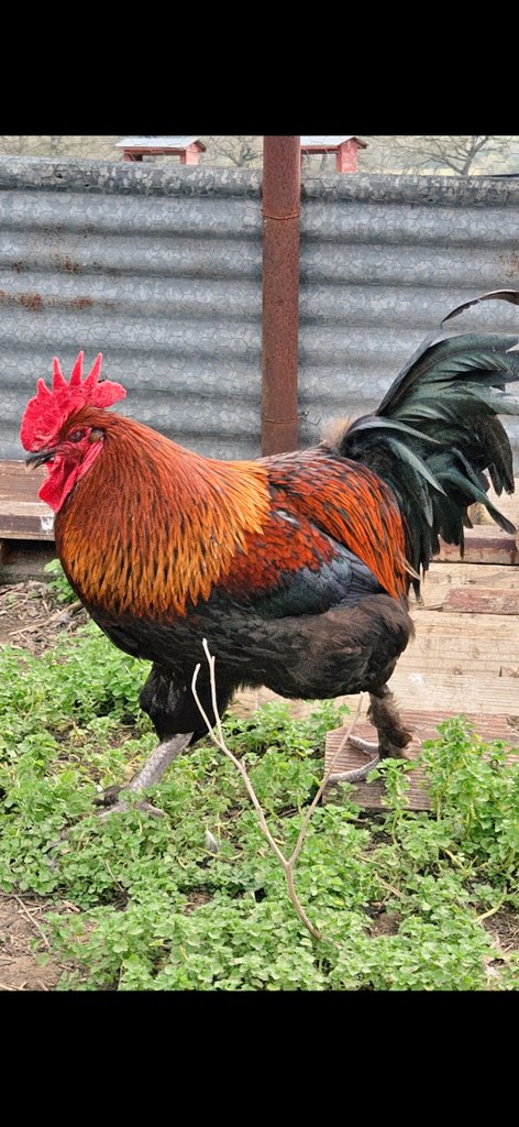 Personally, and I see the Roosters everday... Think this Black Copper Marans Rooster might be the Lead Dog! #Rooster #Roosters #chickens