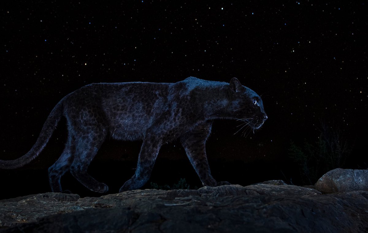 bioGraphic (@biographic) on Twitter photo Another #WorldWildlifeDay means another opportunity to reflect on the immensely beautiful, biodiverse planet we inhabit…as if we don’t do that every day anyway. 📷 <a href="/TomShlesinger/">Tom Shlesinger</a>, @cbnatphoto, <a href="/Anuranton/">Anton Sorokin</a>, <a href="/willbl/">Will Burrard-Lucas</a> Another #WorldWildlifeDay means another opportunity to reflect on the immensely beautiful, biodiverse planet we inhabit…as if we don’t do that every day anyway. 📷 <a href="/TomShlesinger/">Tom Shlesinger</a>, @cbnatphoto, <a href="/Anuranton/">Anton Sorokin</a>, <a href="/willbl/">Will Burrard-Lucas</a>