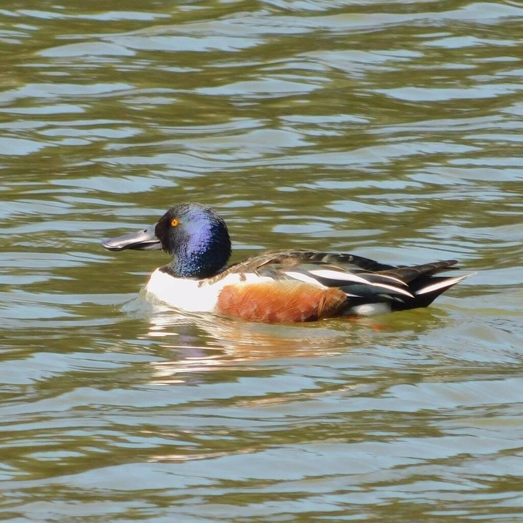 NaokiMazda's tweet photo. しゃべるシャベル。

#ハシビロガモ #northernshoveler 
2023.02.28 #明石公園 

#野鳥 #カモ #🦆 #渡り鳥 #wildbirds #duck #野鳥写真 

#自然 #自然観察 #ため池 #公園散歩 #nature #naturephotography https://t.co/s9bTfLZ8B2 https://t.co/wXxH1YExPS