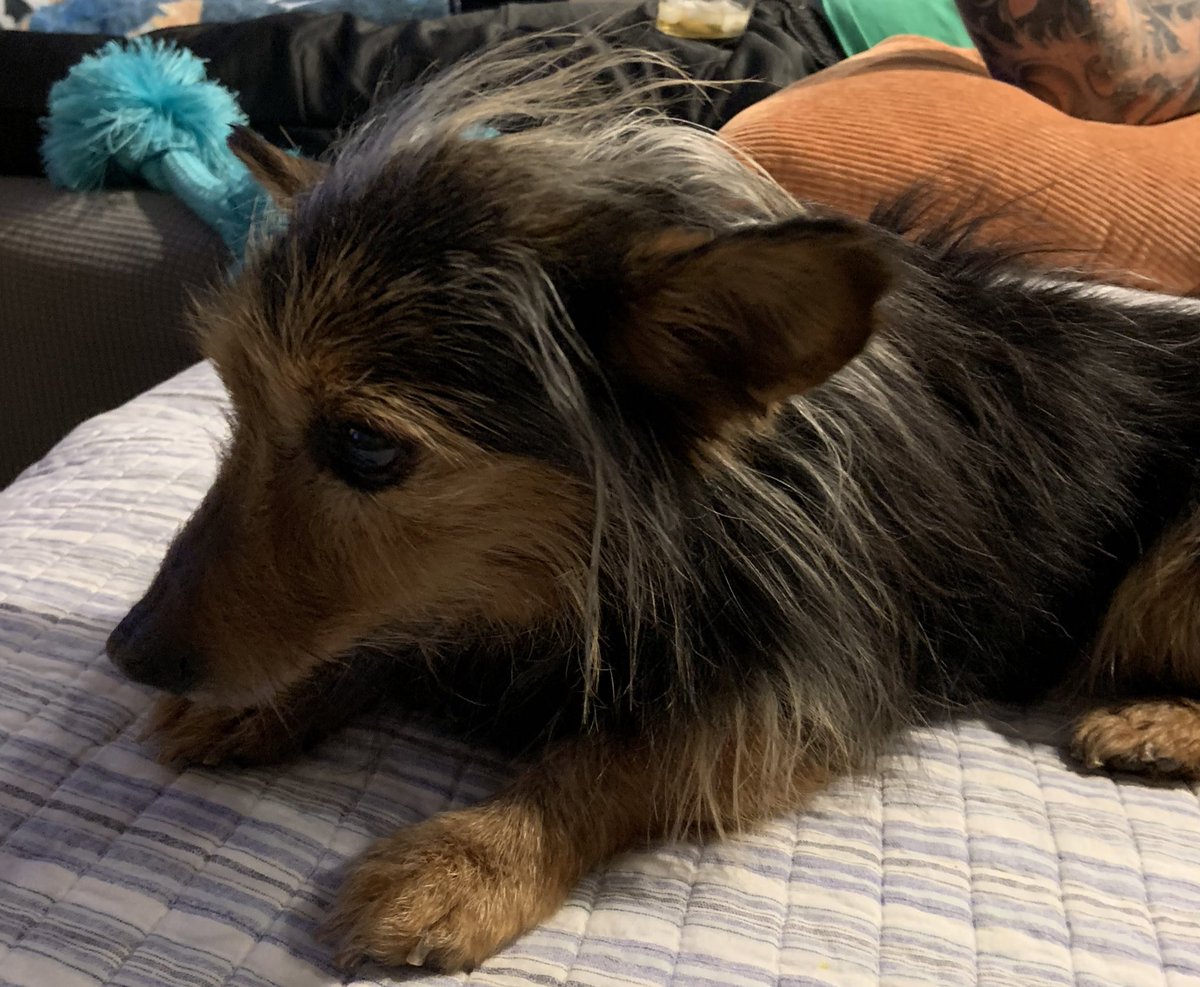 Time to break hearts &amp; squee with joy!
#ADOPTED
Jon Bon Jovi just picked his furever family. He met his new parents &amp; labrador brother Max. He told me they’re Purrfect. Didn’t even need a blanket to go home. Found his spot on the couch &amp; he’s keeping his name! And … they’re on