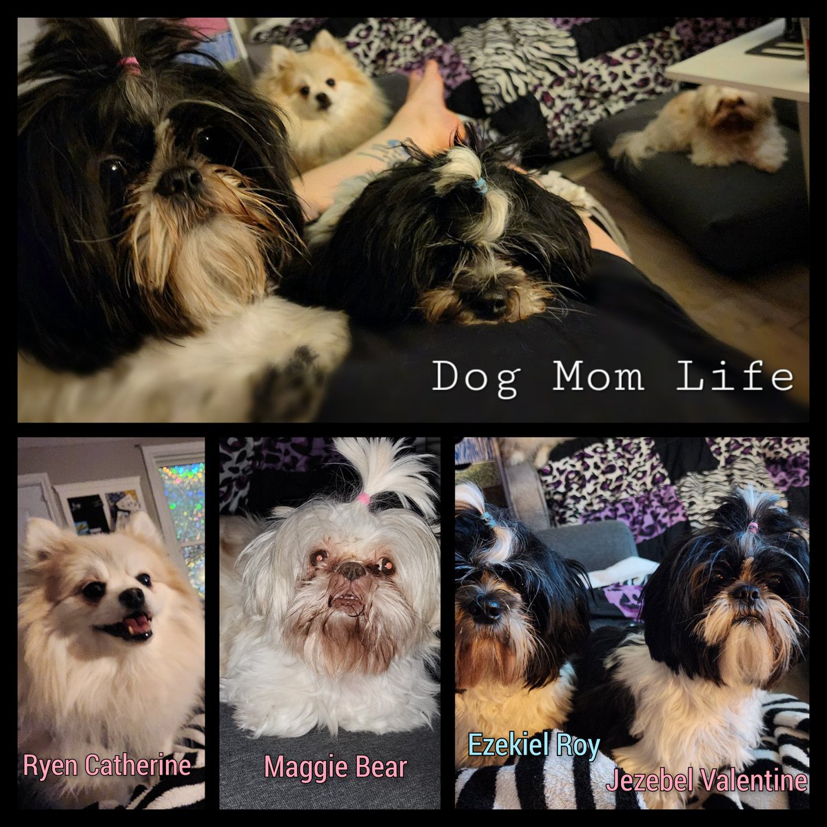 GingerJosephine's tweet image. Dog Mom: (noun) someone who works hard so her dogs can have their best life. #scoobyserver #pooperscooper #groomer #walker #toybuyer #accessorycoordinator #humandogbed #pomeranian #shihtzu #packlife #bestlife #somuchlove #4smallsdogsequals1BIGDOG