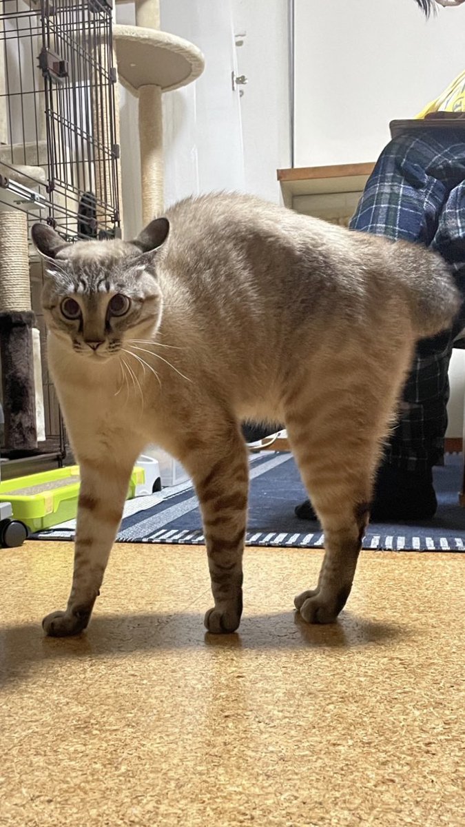 _sora0613_'s tweet image. #やんのか猫　
「Twitter猫まみれ作戦」
 
大きく見せようとしてるのかな？
足ながく見える🐾

 #猫まみれ作戦 #フェリシモ猫部 felissimo.co.jp/?tid=pop_nekob…
#シャムトラ