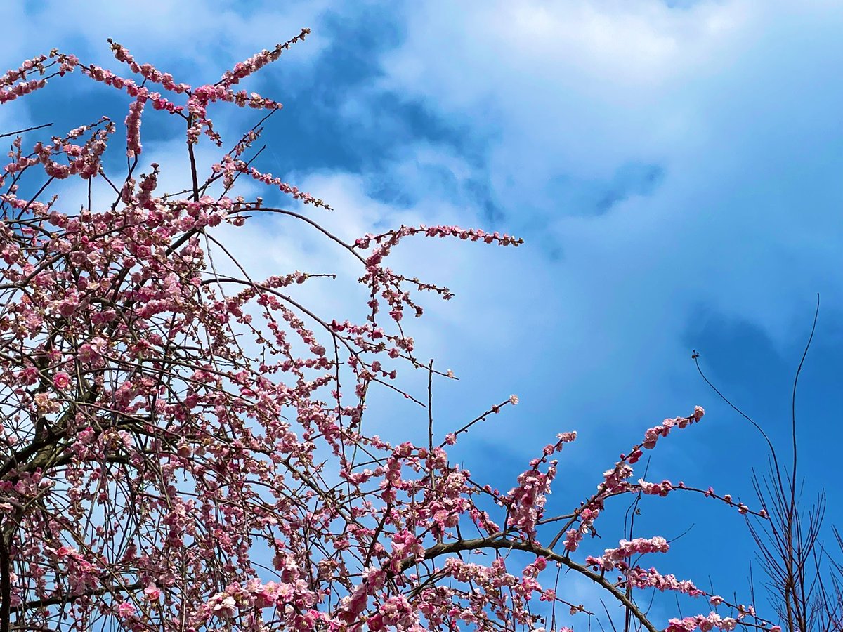 no humans sky blue sky day tree cloud outdoors  illustration images