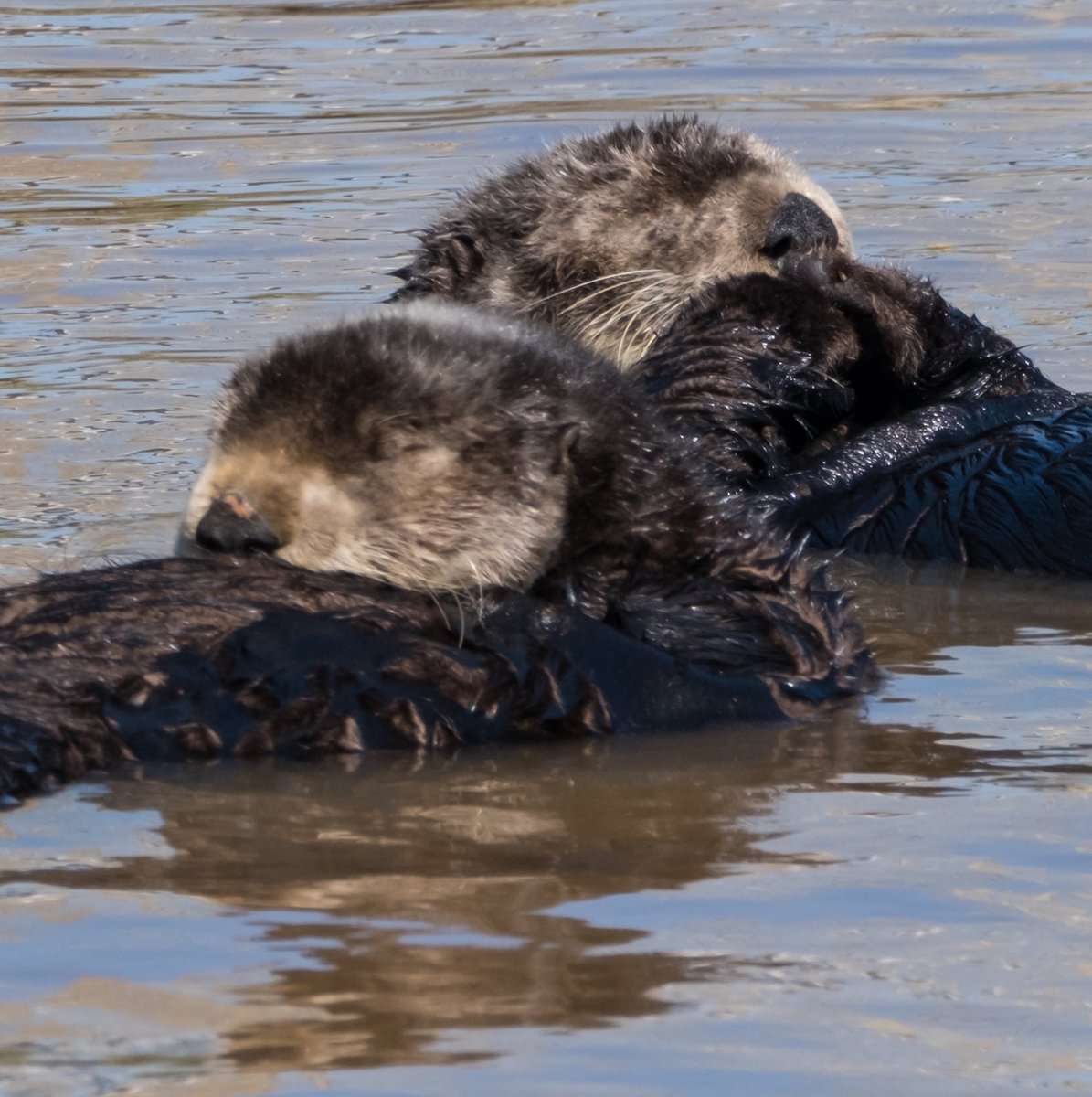 Snoozing otters.