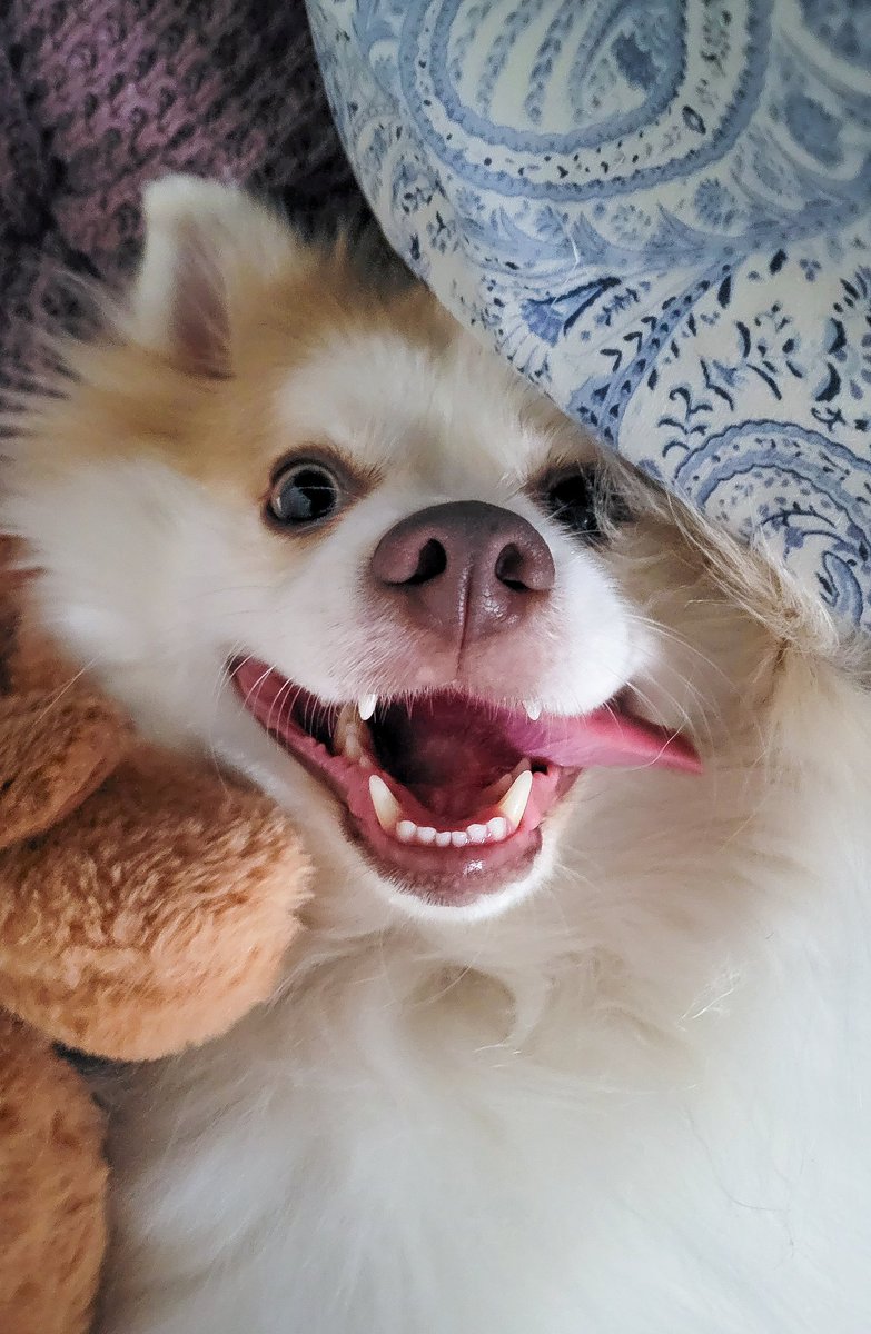 Alex Niedt (@alexniedt) on Twitter photo 