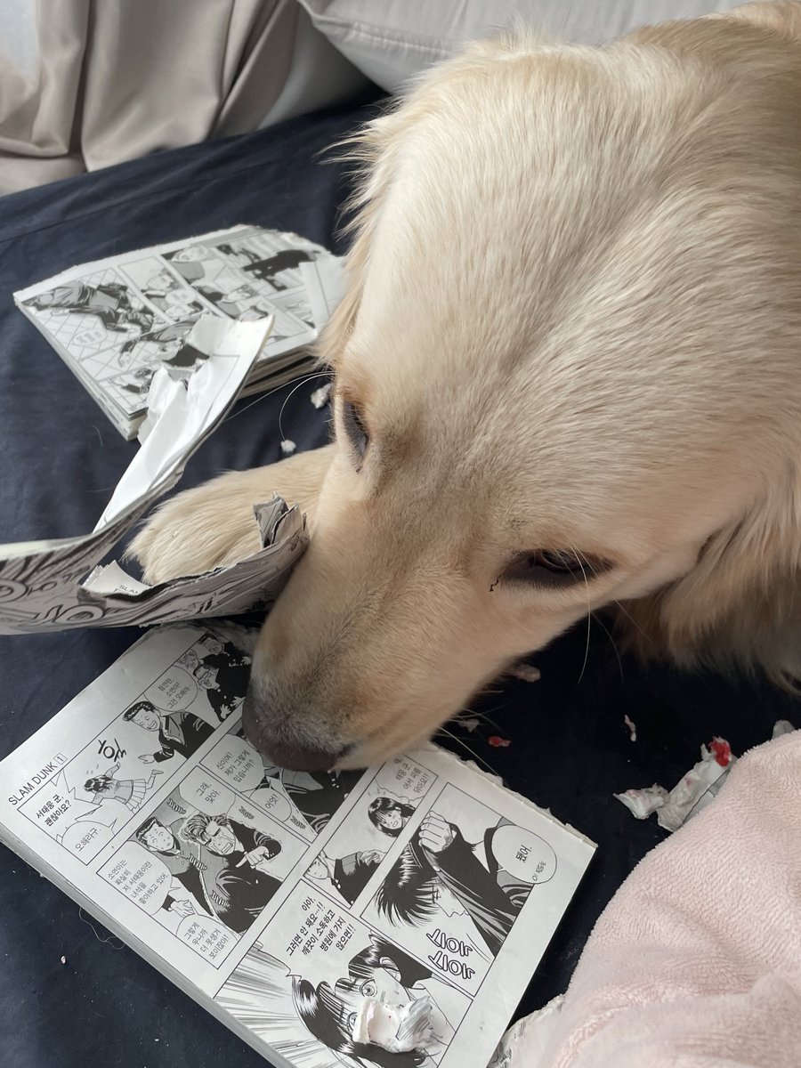 자다가 북북소리 듣고 일어났는데 눈을 의심함.. 너는 진짜 나쁜 애야...