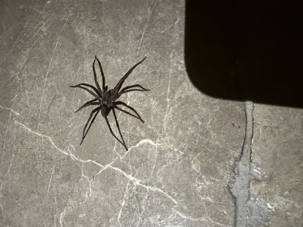 jmmvv's tweet photo. @Arachno_Cosas que tipo de araña es? https://t.co/7vZfyETnYu
