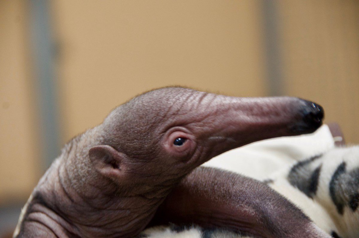 J. Gibson tweet media