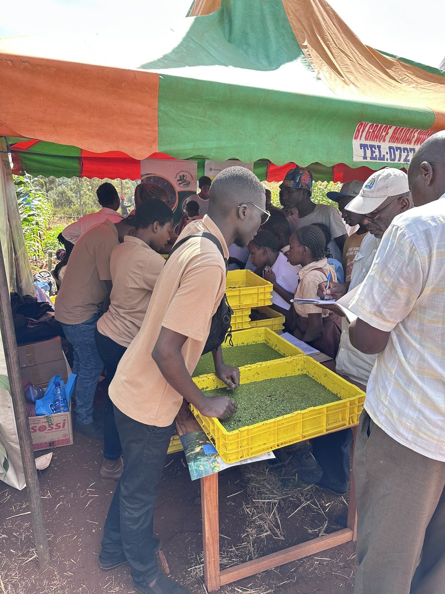 _WingFarm's tweet image. We teach, we learn. We grow together and our main aim is to build the a strong nation. Mbele poja. 🫡🫡 #proteinsolutions #azolla #duckweed #blacksoldierfly