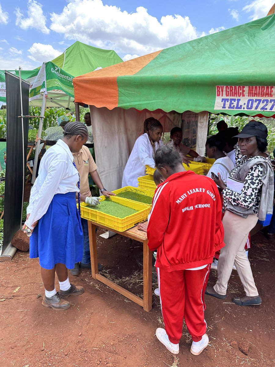 _WingFarm's tweet image. We teach, we learn. We grow together and our main aim is to build the a strong nation. Mbele poja. 🫡🫡 #proteinsolutions #azolla #duckweed #blacksoldierfly