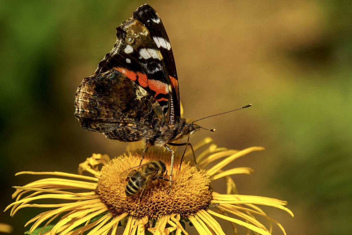 GreenEmerging's tweet image. Peaceful co-existence. Bee and Butterfly

#bee #butterfly #honeybee #insect #garden #pollination #outdoor #mothernature #nature #blossom #bloom #nectar #pollinators #gardening #outdoors #insectworld #plant #gardener #peace #coexist #JournoRequest #PRRequest #emerginggreen