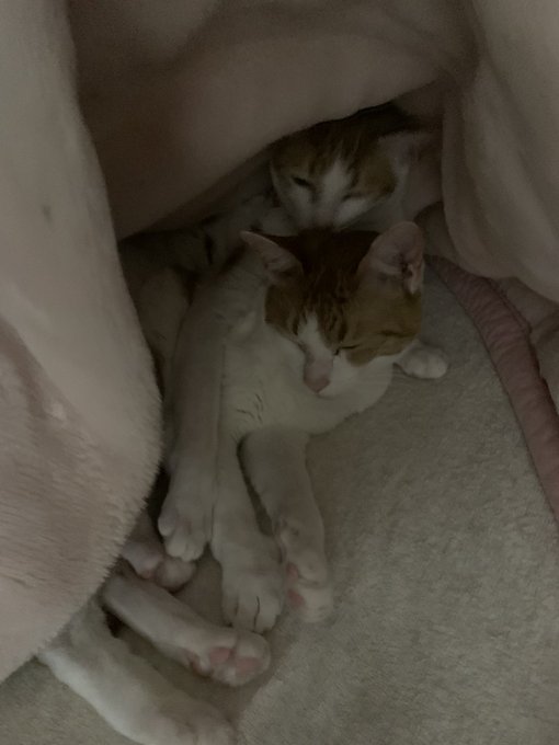 Twitterのコスプレ画像6