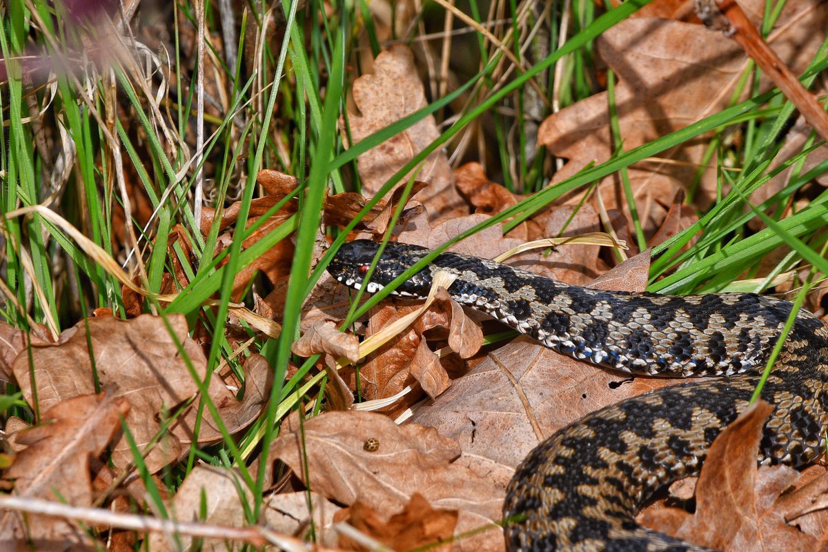 FawkesKev's tweet photo. Adder kings lynn Norfolk @BBCSpringwatch @ChrisGPackham @WildlifeTrusts #snakes #adder #norfolkcountyside https://t.co/6yit6s6tKK