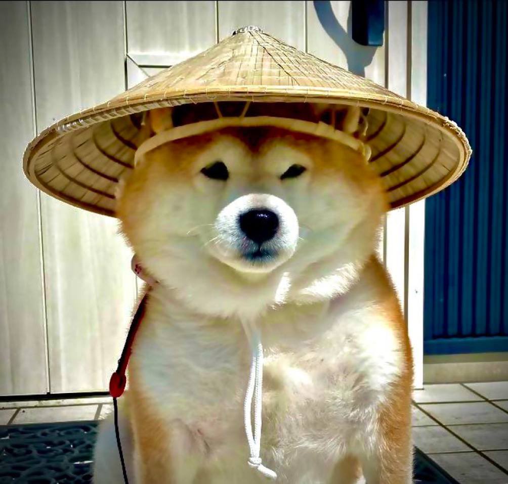 MaruTaro 🍖 tweet media