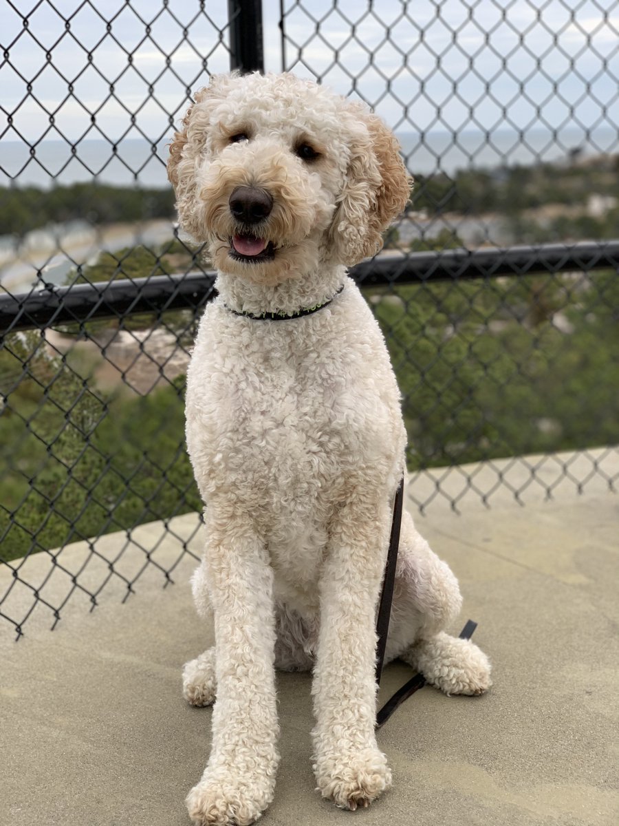 Can you keep up? Look at Toby living the life. Traveling the world, visiting the beaches, dining out, chilling and crashing on the sofa. #petappreciationmonth #goldendoodle #barkpark #weloveourfurryneighbors