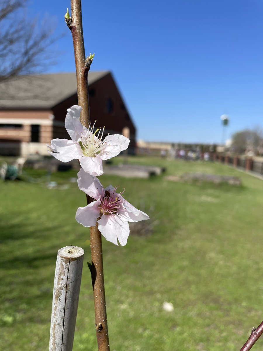 BrownDCE's tweet photo. Spring has sprung @DCEtrailblazers when our business partner @GrowItDesigns sends a team to spruce up the TDC! Pomegranate and peach tree too! ❤️🍑🪴@Coppellisd https://t.co/jhZDD6SYO3