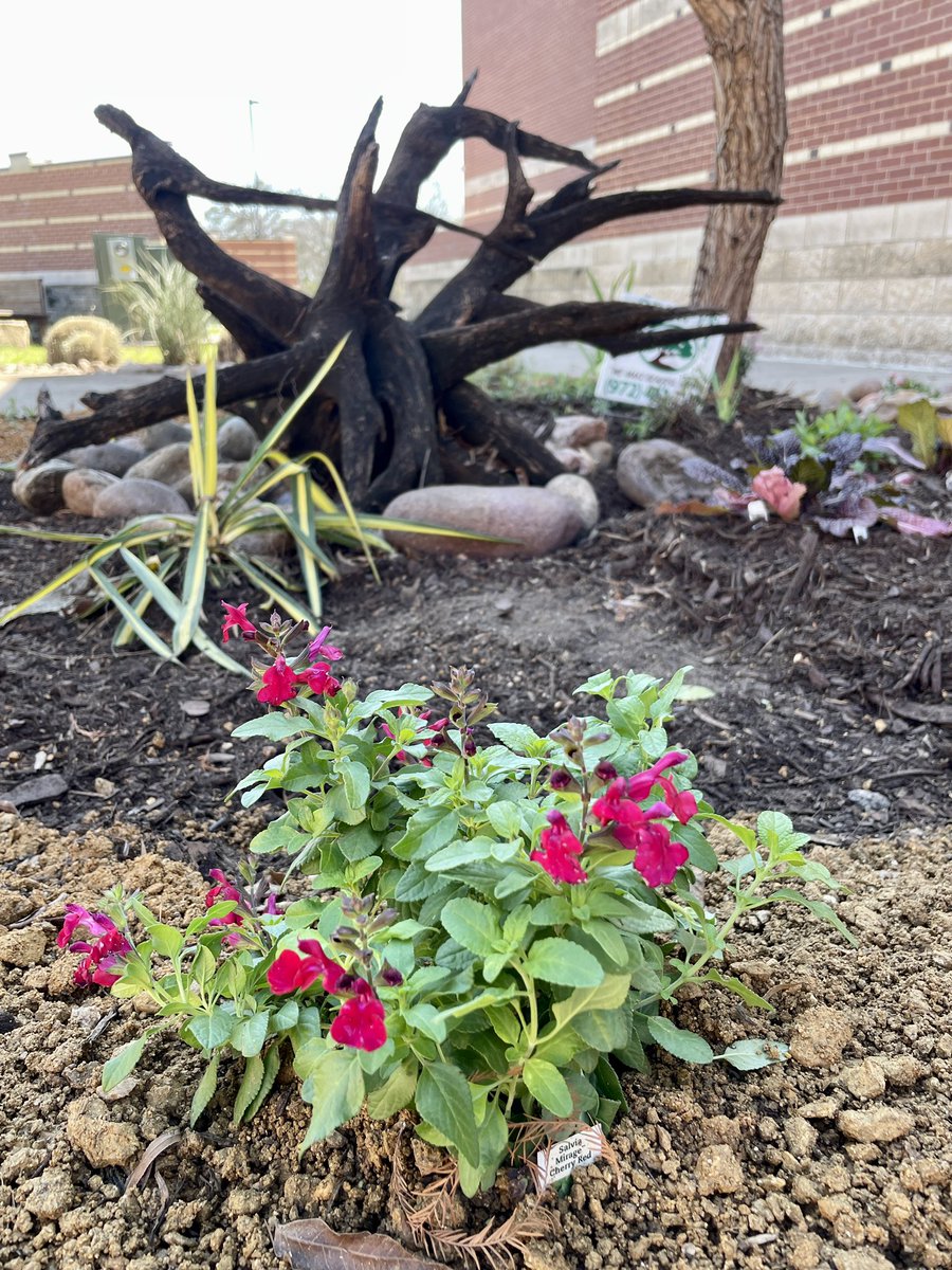 Spring has sprung @DCEtrailblazers when our business partner <a href="/GrowItDesigns/">Grow It Land Designs</a> sends a team to spruce up the TDC! Pomegranate and peach tree too! ❤️🍑🪴@Coppellisd