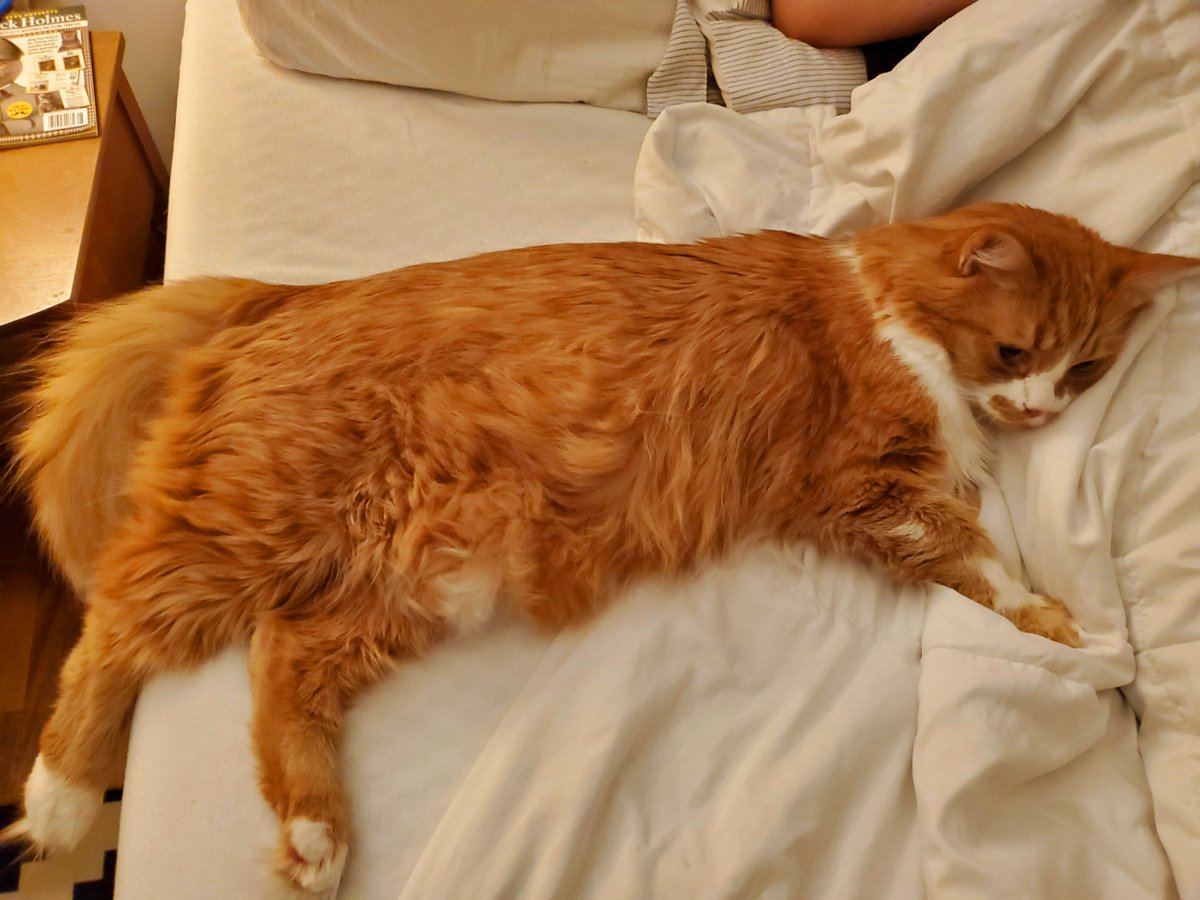 an orange cat stretches across fully a third of a king bed. His limbs are purposely taking up as much space as he can. Monstrous. Discourteous. 