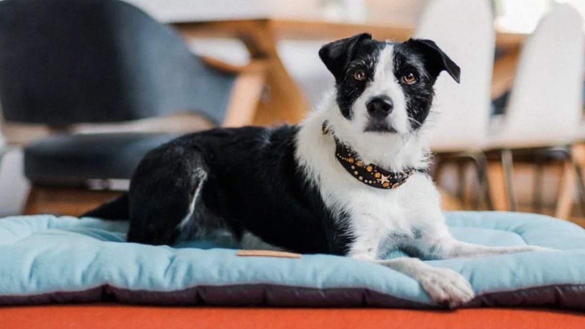 Whether you take your pup to the office, your friend's or maybe even yoga (we don't judge) having a mat for them to relax on can be super helpful. 

Our chill mats are machine washable and dryer safe and also double up as nifty cushions for your pet’s crate.

#bitchnewyork