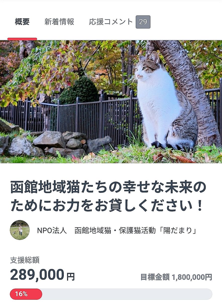 hidamari2021's tweet photo. クラウドファンディング開始1週間が経ちました𓈒𓂂𓇬あたたかなご支援、本当にありがとうございますm(_ _)m🍀*゜まだまだスタートしたばかりです。

クラウドファンディングに挑戦中です‼️👇
https://t.co/rCSz2ZY3DY

#函館
#函館公園
#地域猫
#函館陽だまり
#地域猫活動 https://t.co/9mw6xYSRgc