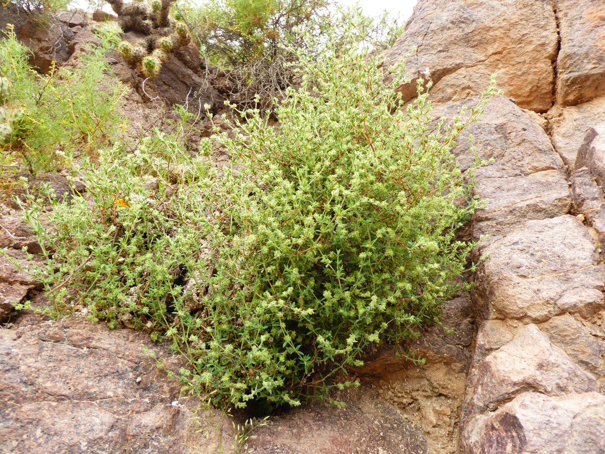Daniel251450's tweet photo. #Paronychia arequipensis (#Caryophyllaceae). New combination for the Southern Peruvian flora. #botany #taxonomy #nomennovum #arequipa #Peru 2223-7747/12/5/1064. Corrección taxonómica sobre una especie descrita en 1968 para los alrededores de la ciudad de Arequipa. https://t.co/0tWBoYzI0C