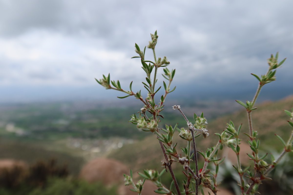 Daniel251450's tweet photo. #Paronychia arequipensis (#Caryophyllaceae). New combination for the Southern Peruvian flora. #botany #taxonomy #nomennovum #arequipa #Peru 2223-7747/12/5/1064. Corrección taxonómica sobre una especie descrita en 1968 para los alrededores de la ciudad de Arequipa. https://t.co/0tWBoYzI0C