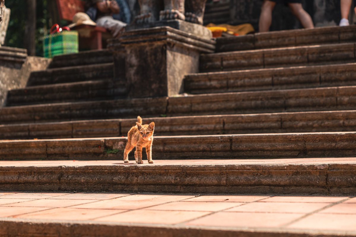 MichelTravels's tweet photo. Cat at a temple in Preah Ang Thom Pagoda
#cambodia #siemreap #temple #preahangthom #cat #kulen https://t.co/uG3cXsHRoC