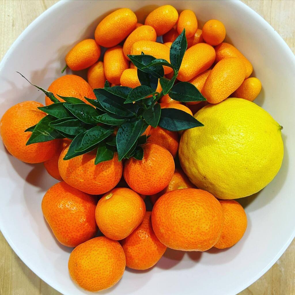 Growing citrus is such a unique ebb-and-flow of patience and reward… bales of blossoms every cycle filling the house and garden with the most intense perfume, and then once a year, a bowlful of radiant jewels - just enough for a handful of small batc… instagr.am/p/CpWBX_ur6UE/