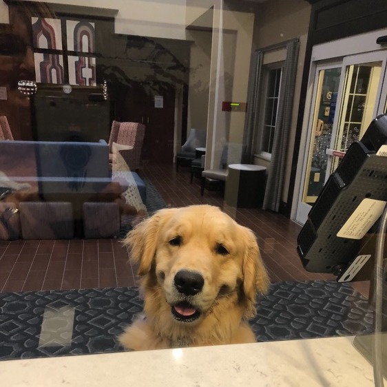 HamptonInnNH's tweet photo. Just a reminder to bring Fido if you are planning a trip to the White Mountains.  
#petfriendly #Hilton #Hampton #dogs #fun🐶 🐶 🐶 🐕 🐕 🦮 🐩 🐩 https://t.co/vmTL3WMBbH