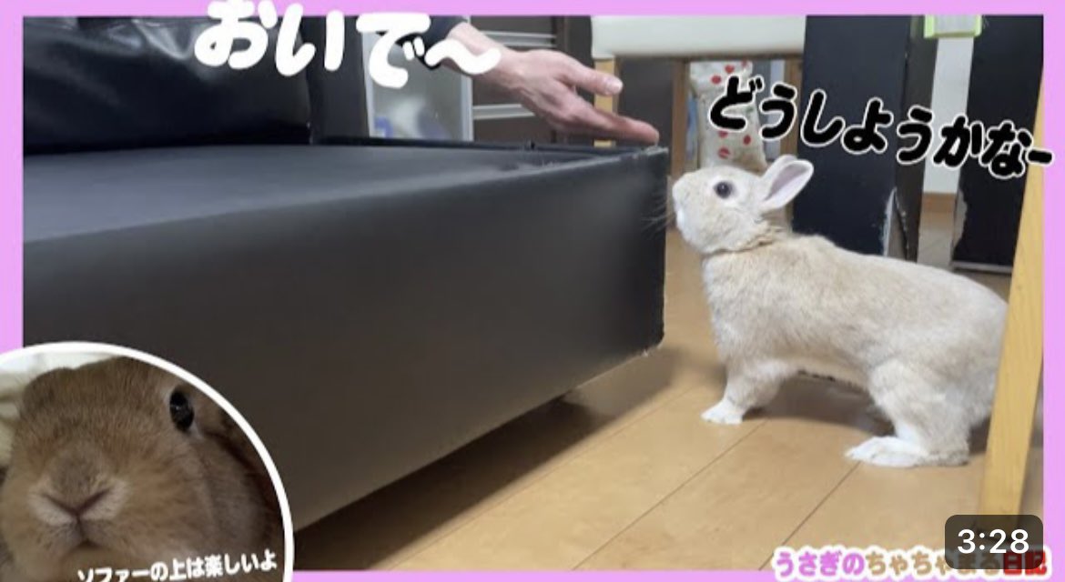 ソファーに登りそうで登らないウサギ!!うさぎのちゃちゃまる日記＠489 youtu.be/gxJBqmxRoXc <a href="/YouTube/">YouTube</a>より
おはようございます😊YouTube更新しましたので、よろしければご視聴、チャンネル登録よろしくお願い致します🙇🏻‍♀️