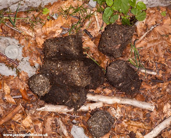 jgilchrist13's tweet photo. It's #WorldWildlifeDay. Here is a brown bear (Ursus arctos) shit. From North Velebit National Park, Croatia. #BearShit #bear #Ursusarctos #BrownBear #wildlife #nature #WildlifeSigns #ichnology #Velebit #NorthVelebit #Croatia #Hrvatska @Croatia_hr #CroatiaFullOfLife 🐻 https://t.co/W6gAQgeAMX