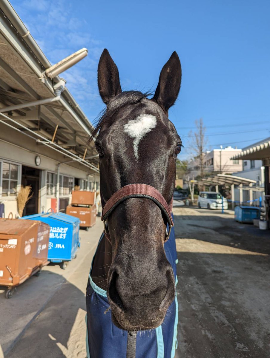 3/4 #ポレンティア
今日も馬体ピカピカの美人さんでした。一生懸命頑張ってました。お疲れ様でした。