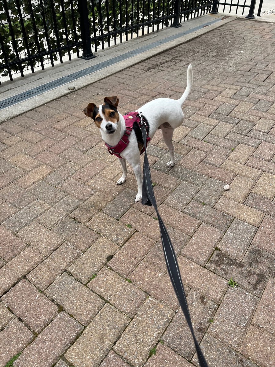 TLanza89's tweet photo. @dog_rates https://t.co/b2hDpUBa7h
