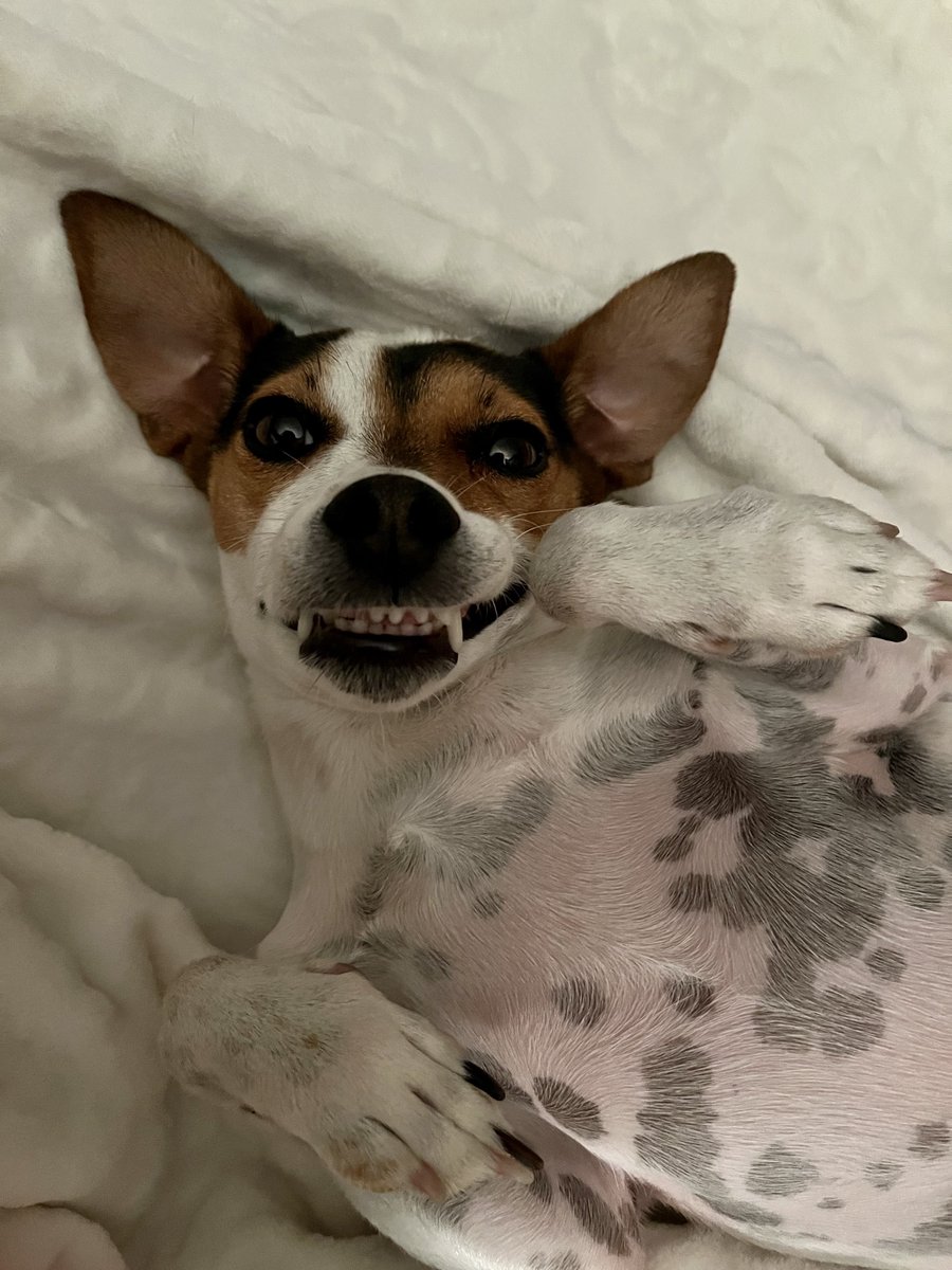 TLanza89's tweet photo. @dog_rates https://t.co/b2hDpUBa7h