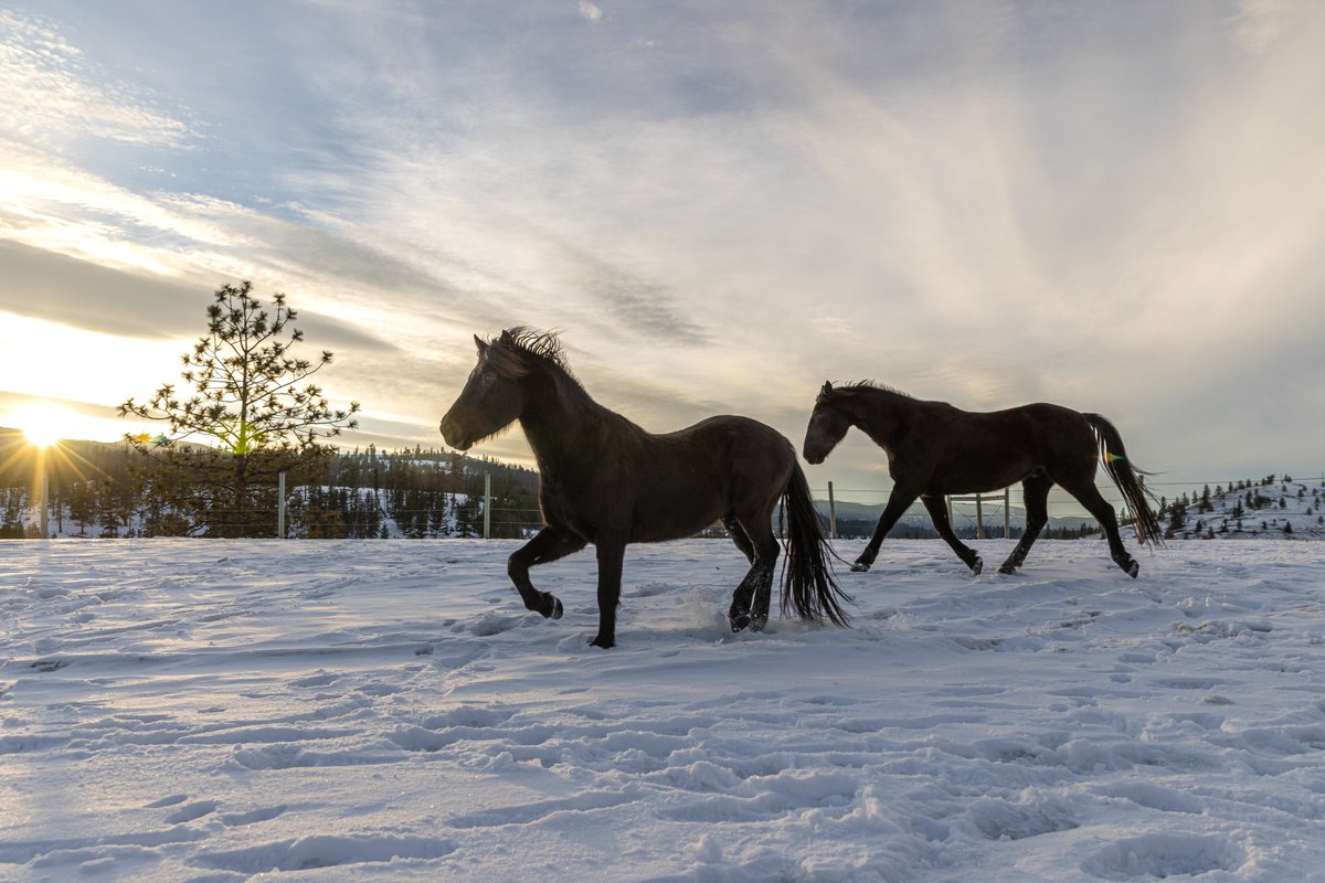 March 03 Marks World Wildlife day.  The Gold Country region is blessed with a diverse and amazing wildlife to fall in love with.  

Photo creds: Bonnie Pryce

#WorldWildlifeDay #CherryCreek #TNRD #GoldcountryBC #ExploreBC