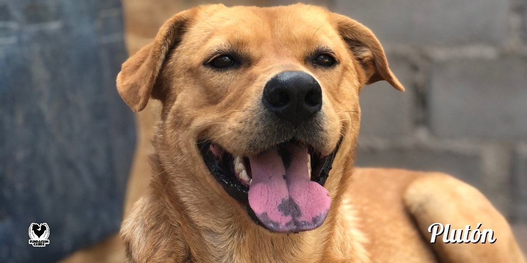 Esa lengüita está buscando dar besos 😍.

Plutón está esperando que llegue su familia indicada. ¿Te animás? 🫶🏽.

📲 Si te interesa saber sobre él comunicate por privado.