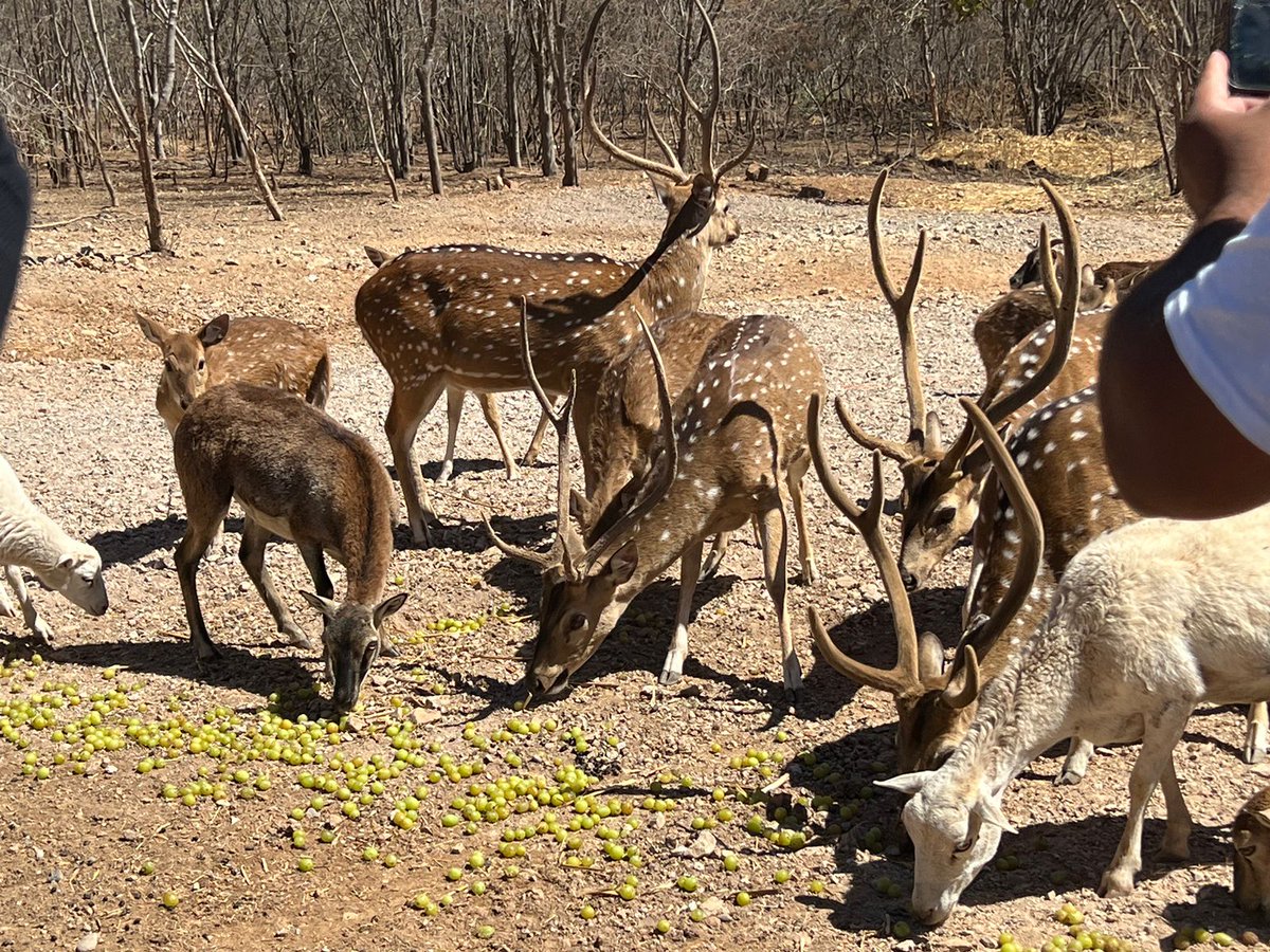 RaulBCCue's tweet photo. En Sinaloa, visito a los animales que ha rescatado Ostok Sanctuary. De acuerdo con sus datos, México ha perdido el 40% de la fauna silvestre en los últimos 30 años y otro 30% se encuentra en peligro de extinción. Es fundamental impulsar acciones efectivas para su conservación. https://t.co/hhGJl41Dk4