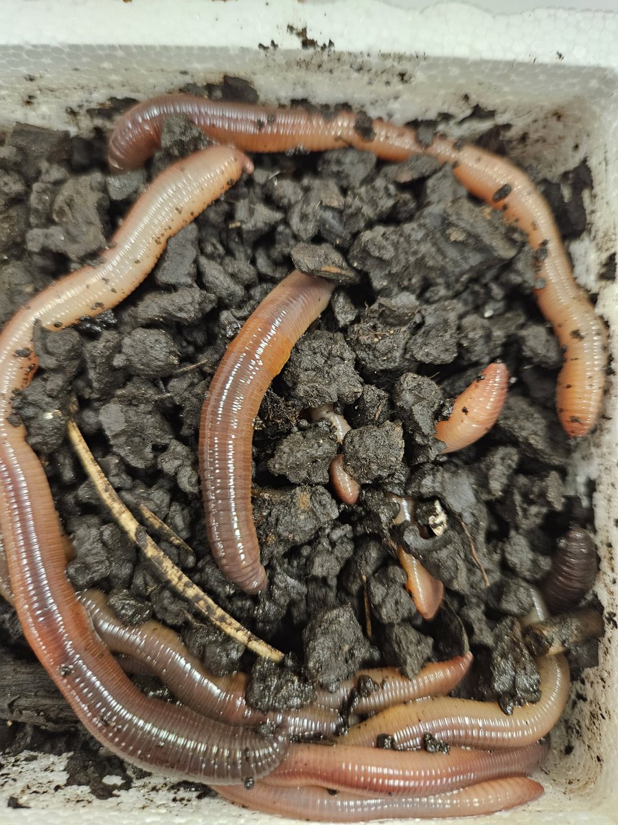 Exploring living and non- living with worms! <a href="/I_T_Holleman/">Holleman Elementary</a>