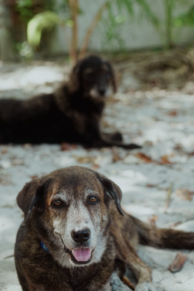 tiaramejos's tweet photo. Babies ❤️ #beachdogs https://t.co/KYgxdLvvqV