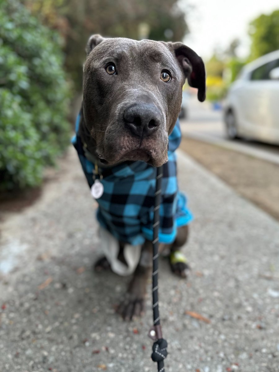 This is Cupcakes, our Tripawd Awareness Day pup. After spending months in a shelter with an injured leg, he was put on their euthanasia list. We quickly agreed to sponsor his amputation and get him out of there. You can help Cupcakes by clicking below ❤️‍🩹
15outof10.org/cupcakes